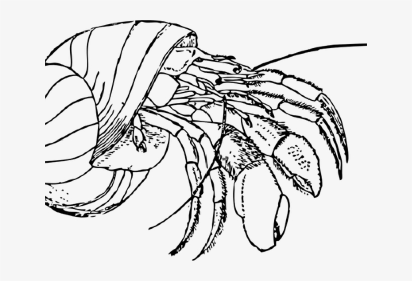 Hermit Crab Clipart Red Crab - Concha De Cangrejo Ermitaño, transparent png download