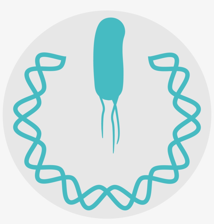 Lab, transparent png download