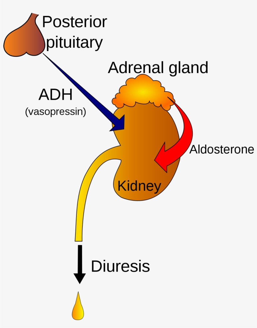 Age O Hormonio Antidiuretico, transparent png download