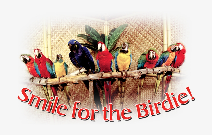 Smile For The Birdie - Party, transparent png download