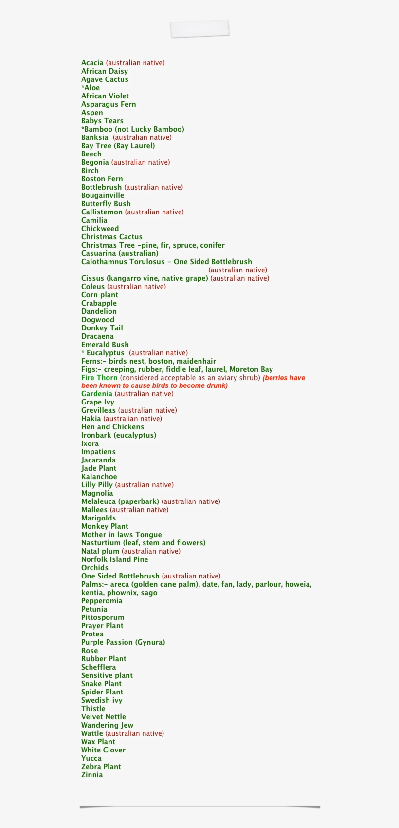 Conure - Plants Safe For Budgies, transparent png download