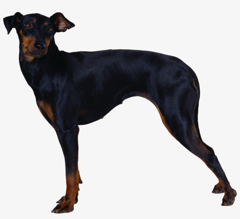 Dog Png - Manchester Terrier, transparent png download