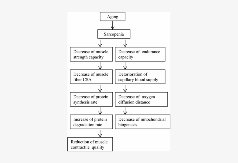 Effect Of Aging On Skeletal Muscle, transparent png download