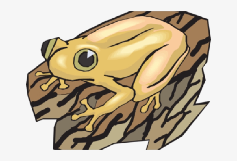 Frog, transparent png download