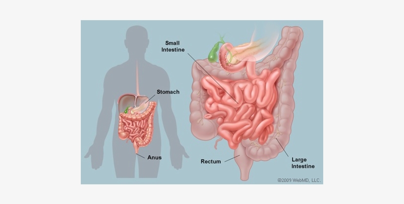 Overall - - Organs Intestines, transparent png download