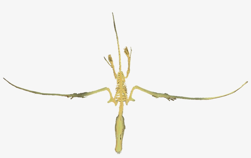 Dorygnathus Banthensis - Dorygnathus, transparent png download