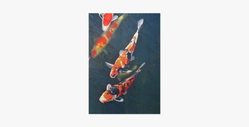Koi Fisk, transparent png download