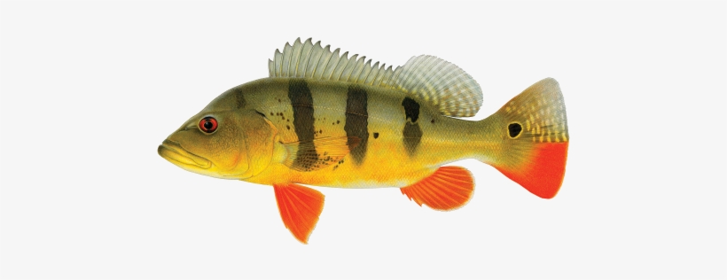 Peacock Bass Transparent PNG - 500x261 - Free Download on NicePNG