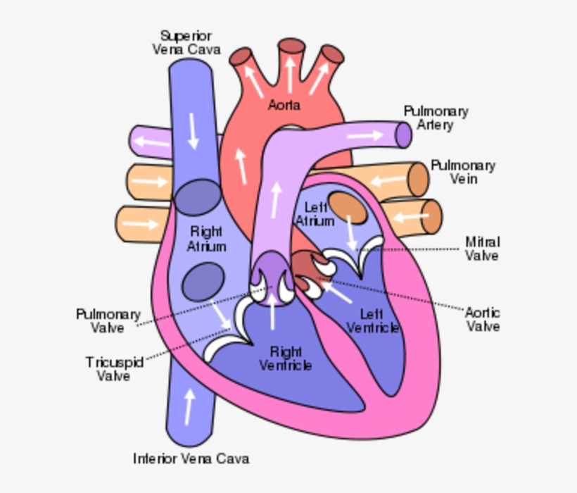 Mar - Diagram Of The Heart, transparent png download