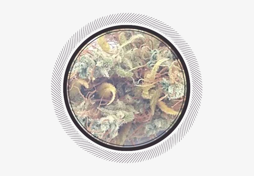 Order Rare Weed Online, Congo Black Strain - Cannabis, transparent png download