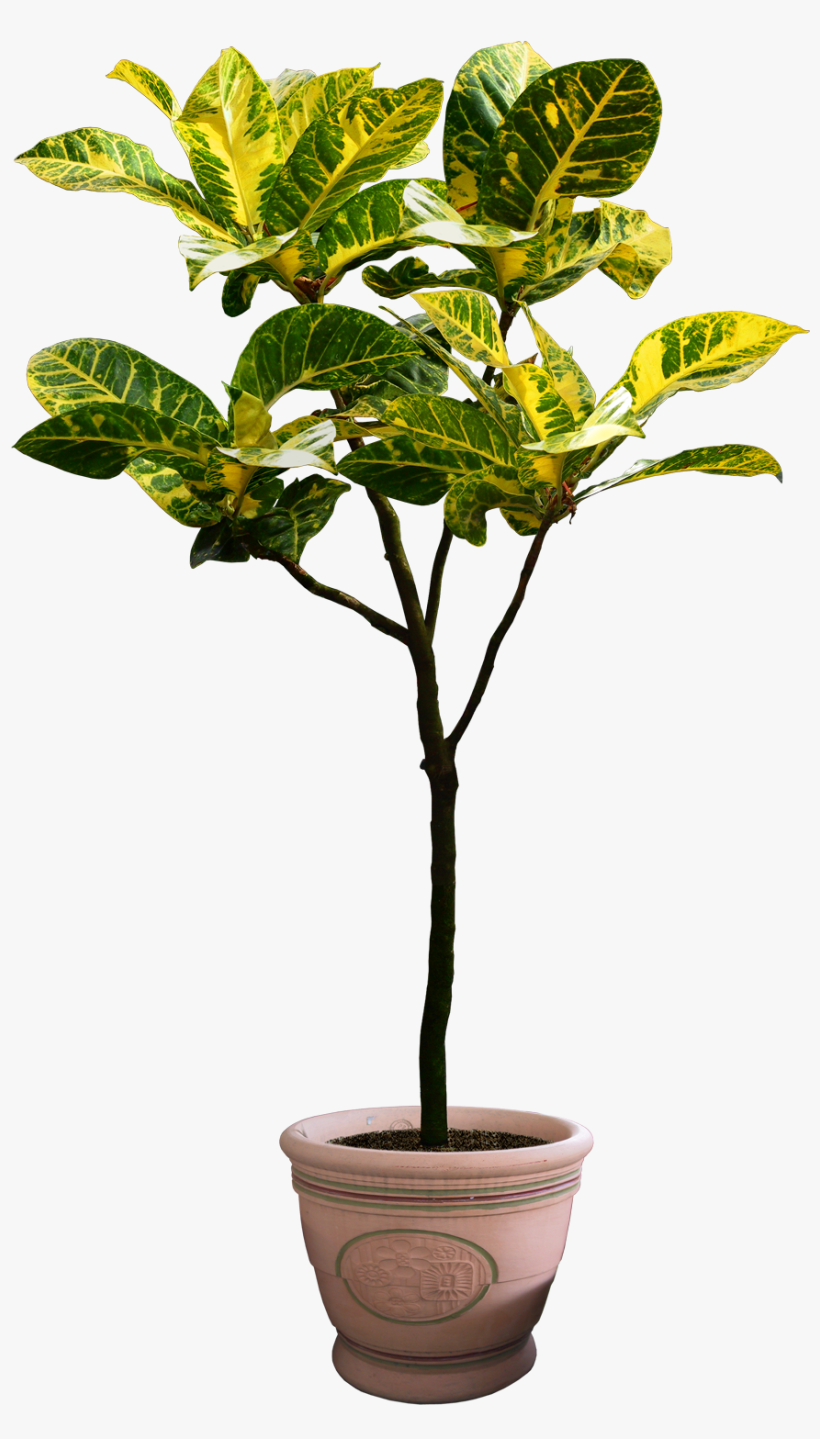 By Digitalwideresource Pinterest - Png Plants Free Download, transparent png download