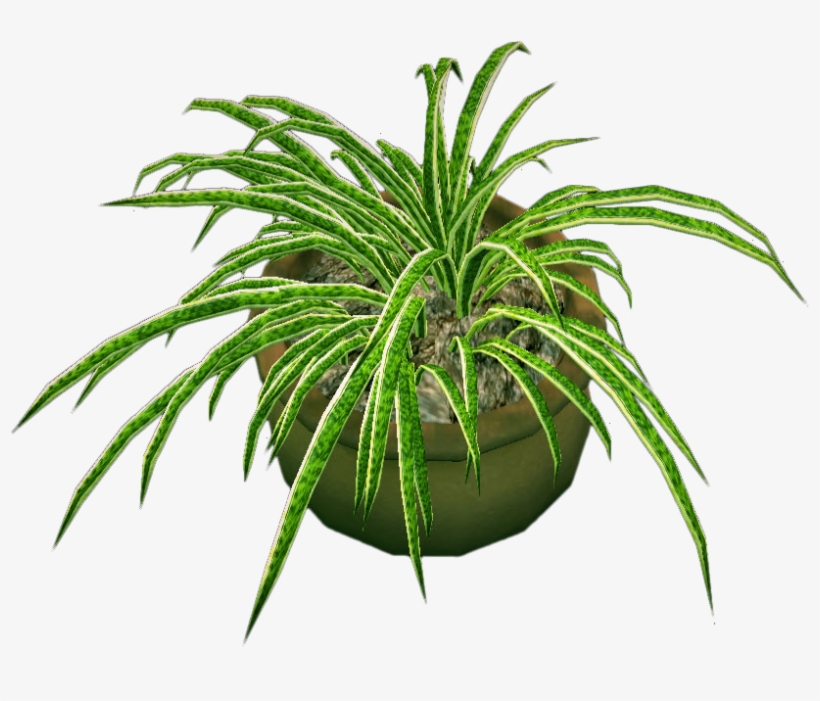 Round Potted Plant /import - Houseplant, transparent png download