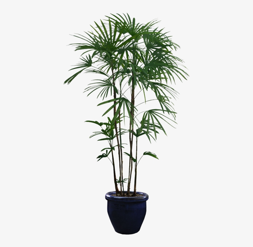 Planta De Árbol - Indoor Plant Png, transparent png download