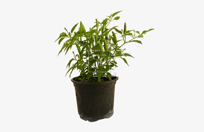 Parent Category - Sweet Osmanthus, transparent png download