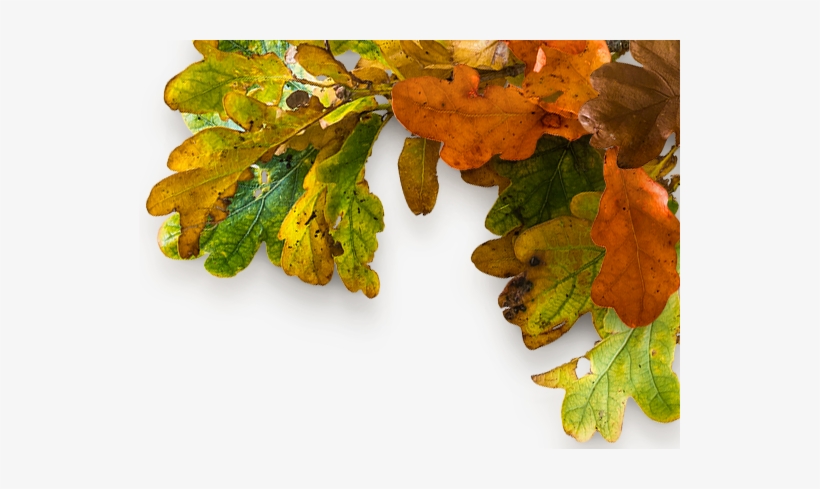 Give Thanks Ur - Oregon White Oak, transparent png download
