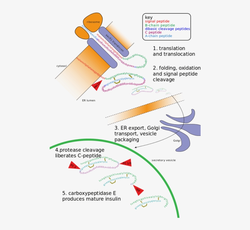 The Golgi Apparatus Modifies The Protein By Binding - Post Translational Modification Diagram, transparent png download