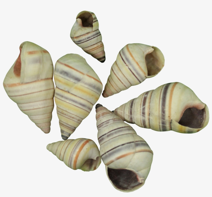 Tree Snail Shell - Tree Snail Shell 1.5-2" - 1 Gal. (appx. 470 Pc), transparent png download