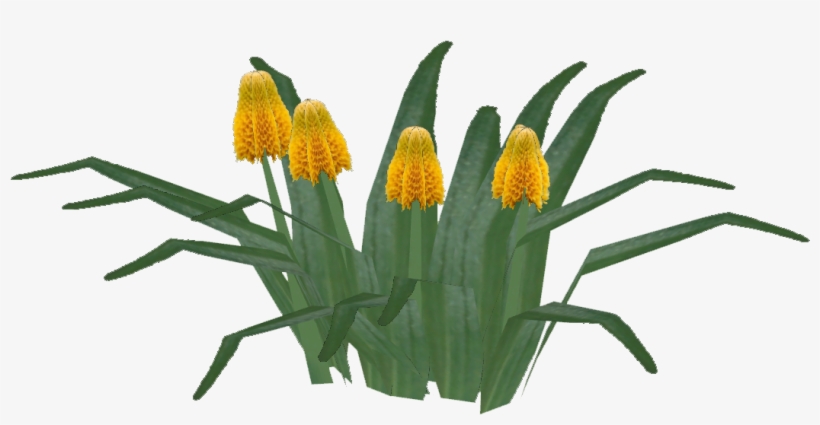 Lily, transparent png download
