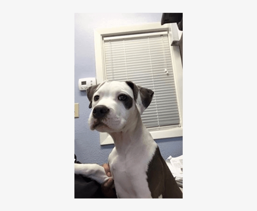 Khaleesi - Valley Bulldog, transparent png download