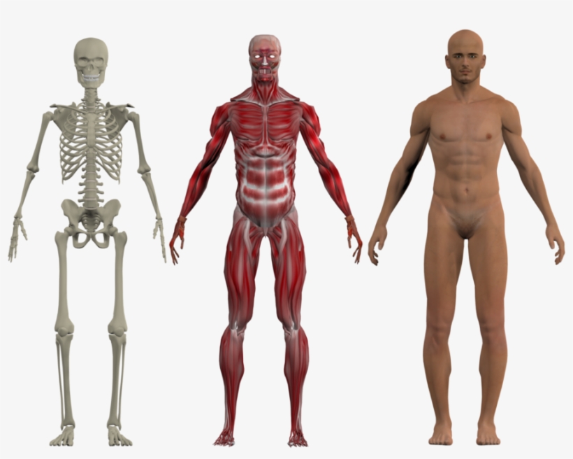 Skeleton And Muscular System 6 Files - Anatomy, transparent png download