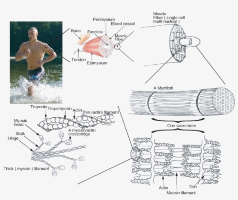 The Components Of Muscle Contraction - Əzələ Toxuması, transparent png download