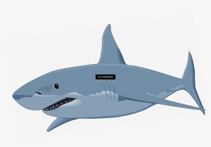 Shark Sharks, transparent png download