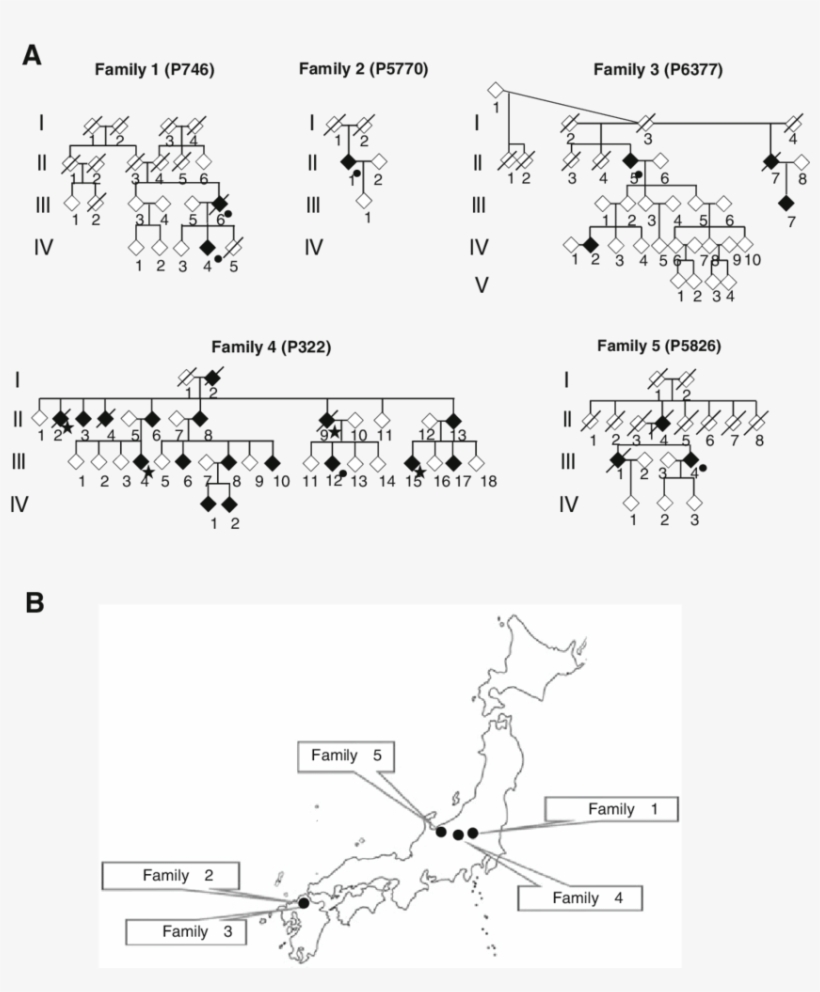 Pedigree Chart Of Japanese Families With Faf - Pedigree Chart, transparent png download