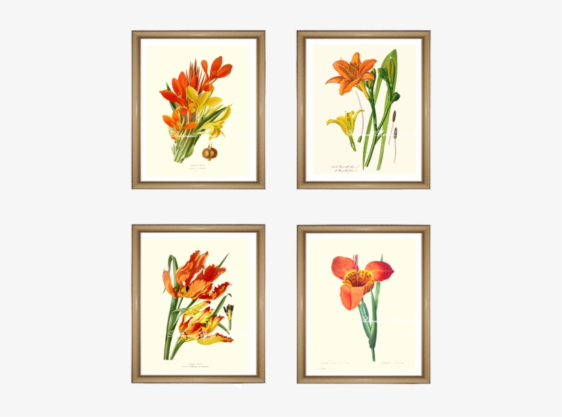 4 Orange Flowers Print Set - Tulip, transparent png download