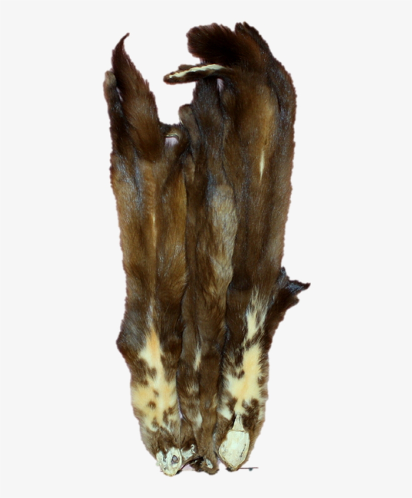 Marten Clipart Sable - Fur, transparent png download