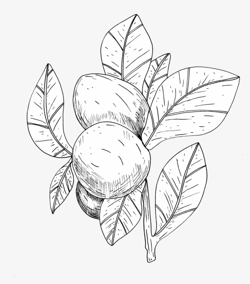 Karité Bac À Sable - Sand, transparent png download