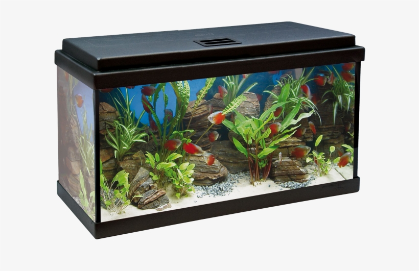 Acuario Aqualed 64l - Acuario 100 Litros Medidas, transparent png download