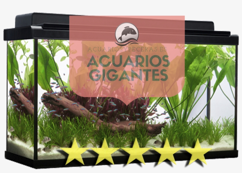 Gigantes - Venta De Acuarios 1000 Litros, transparent png download