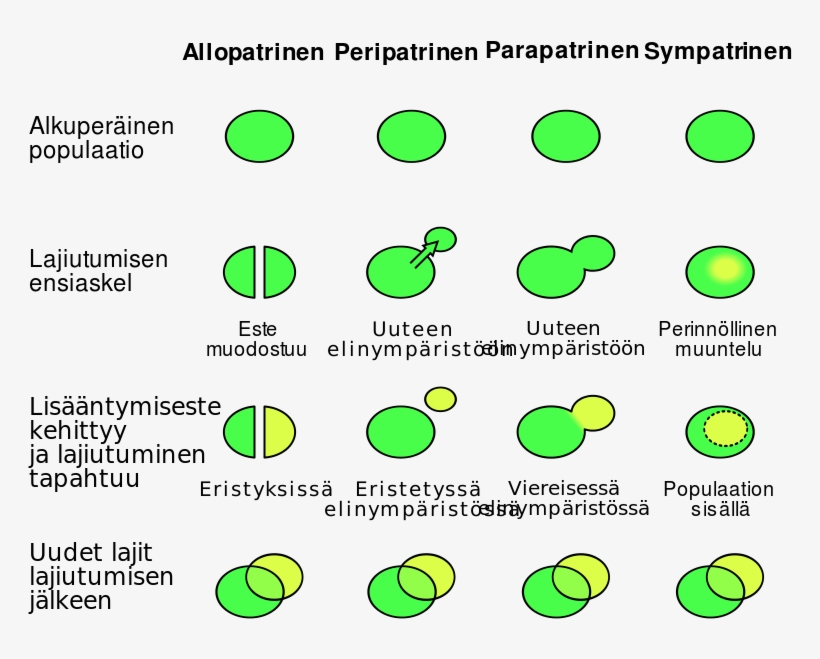 Lajiutumisen Neljä Mekanismia - Allopatric Speciation, transparent png download