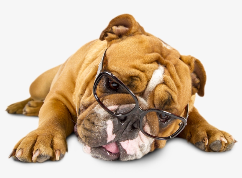 Tired Of Reading - Olde English Bulldogge, transparent png download