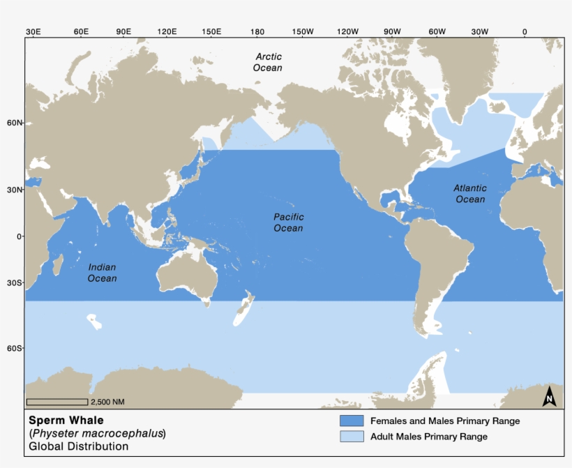 Sperm Whale Global Distribution - C-map Max Na-m024 - U.s. West Coast & Hawaii -, transparent png download