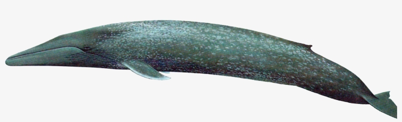 Blue Whale, transparent png download
