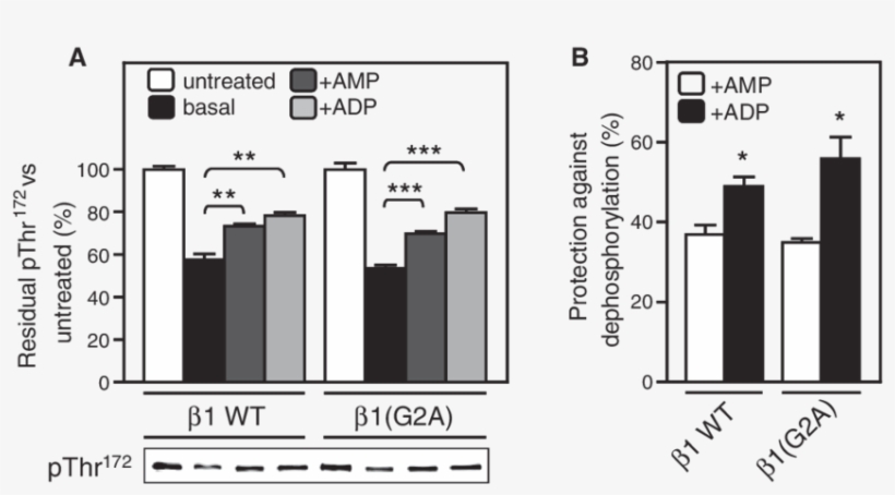 Adp Protects Against Pp2c Mediated Dephosphorylation, transparent png download