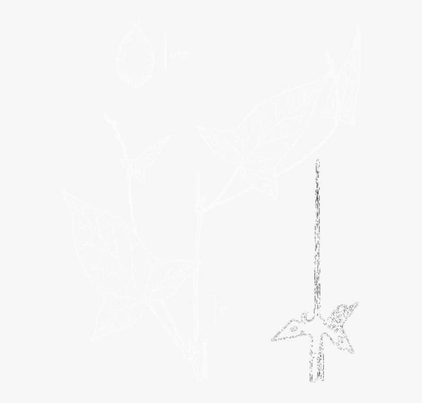 Sketch, transparent png download