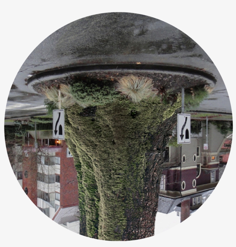 Northwest Look Like If Urban Planners At The Turn Of - Hedge, transparent png download