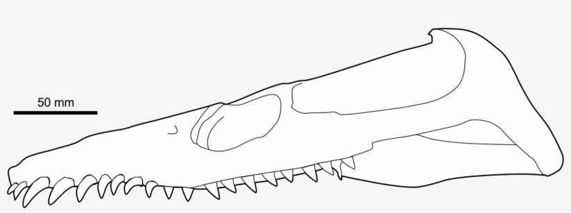 Skull Reconstruction Of Leptocleidus Capensis, An Early - Fang, transparent png download