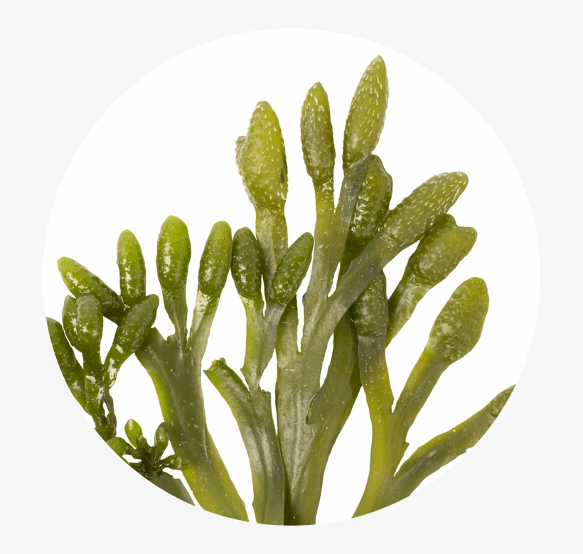 Phytoplankton - Annemarie Börlind Facial Care Beauty Secrets Phyo-lifting-cure, transparent png download