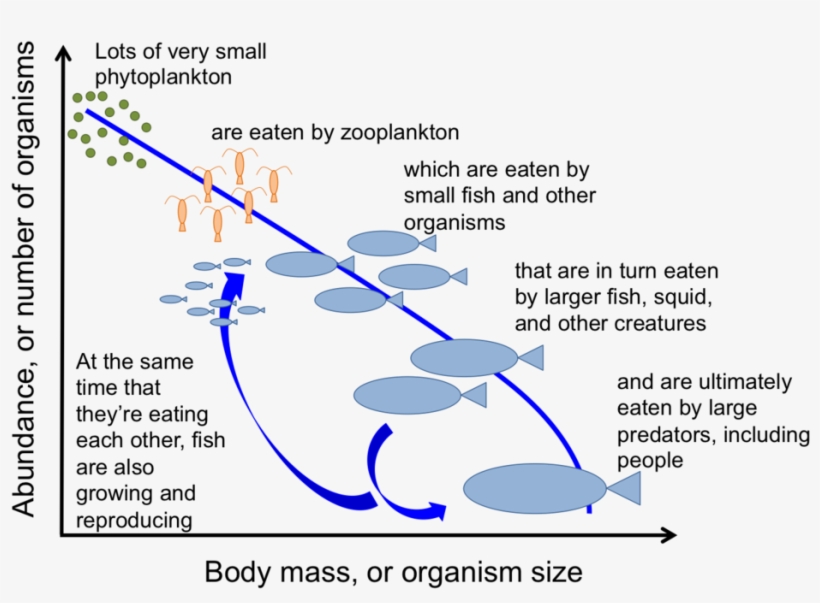 Mathinoceanograph Figure - Portable Network Graphics, transparent png download