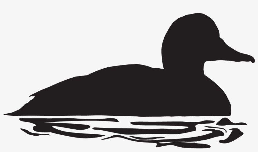 Bufflehead Overview All About - Ducks Black And White, transparent png download