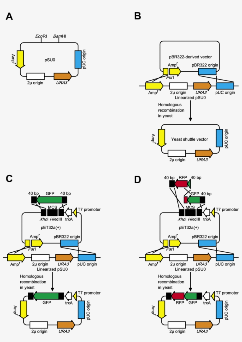 Diagram Of The Yeast Based In Vivo Cloning System - Vivo In Yeast Cloning, transparent png download
