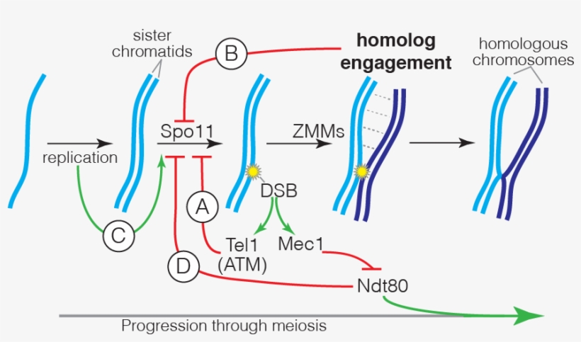 Regulatory Circuits Controlling Dsb Formation - Dsb Spo11, transparent png download