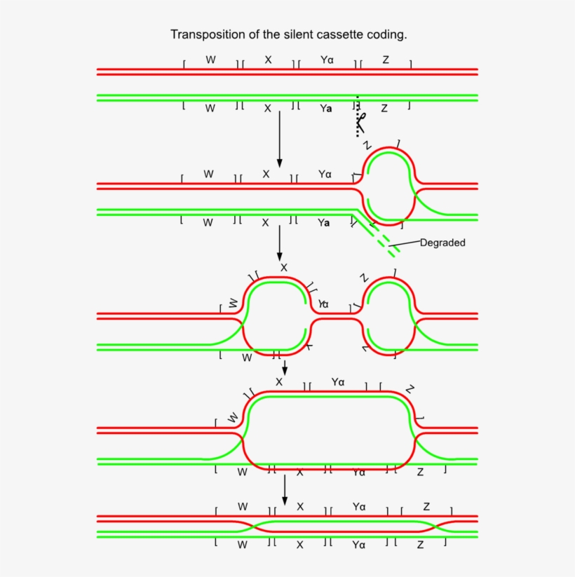 182 × 240 Pixels - Cassette Design For Yeast, transparent png download