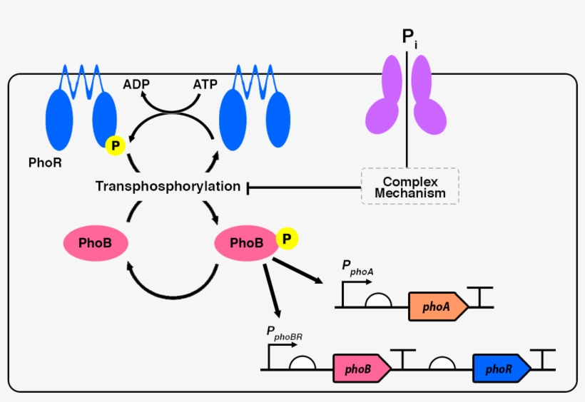 Pphoa , Pphobr And Our Engineered Phosphate Sensor, transparent png download