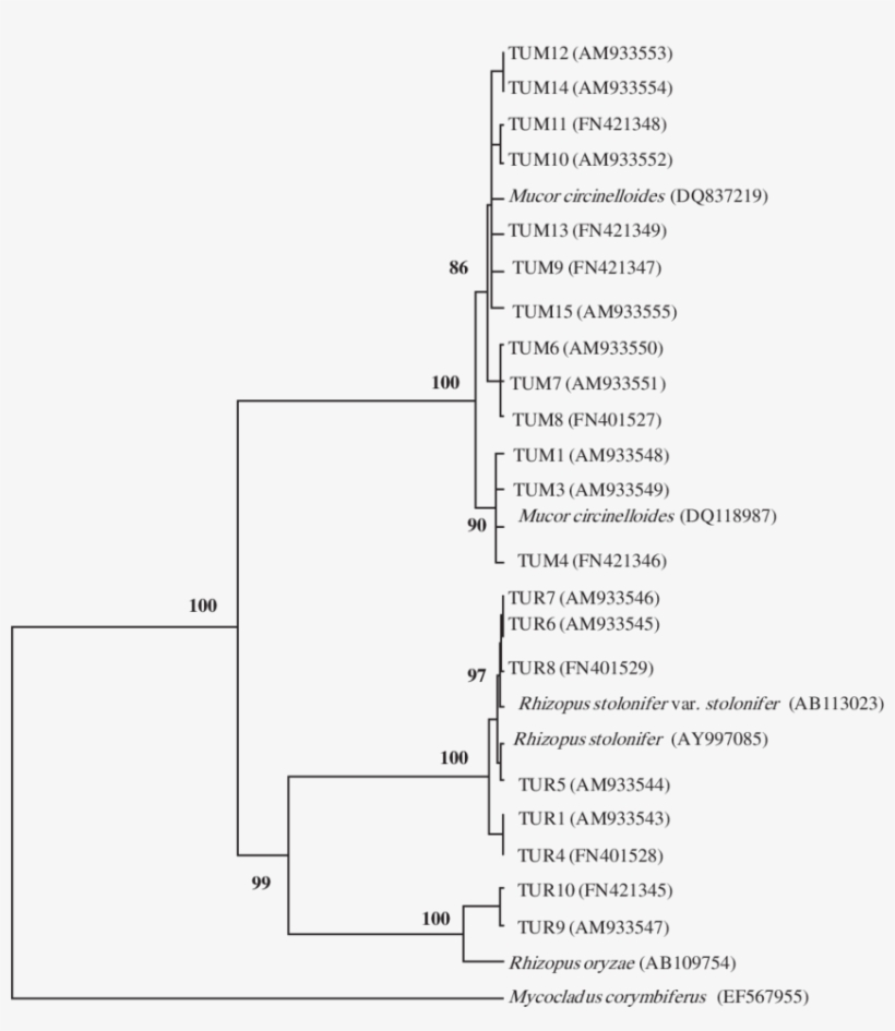 The Unweighted Pair Group Method With Arithmetic Average - Document, transparent png download