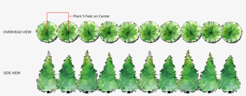 Single Row Of Green Giants Far Apart Plant Green Giant Arborvitae Transparent Png 1024x356 Free Download On Nicepng