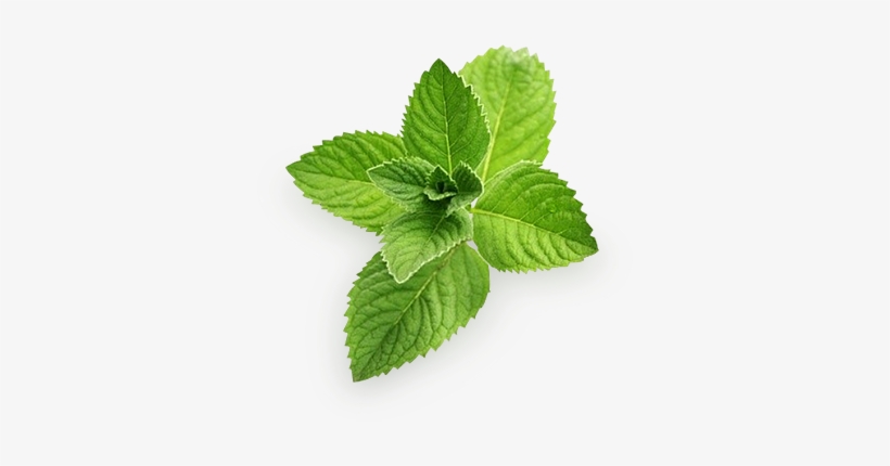 Pepermint Png - Mint Png, transparent png download